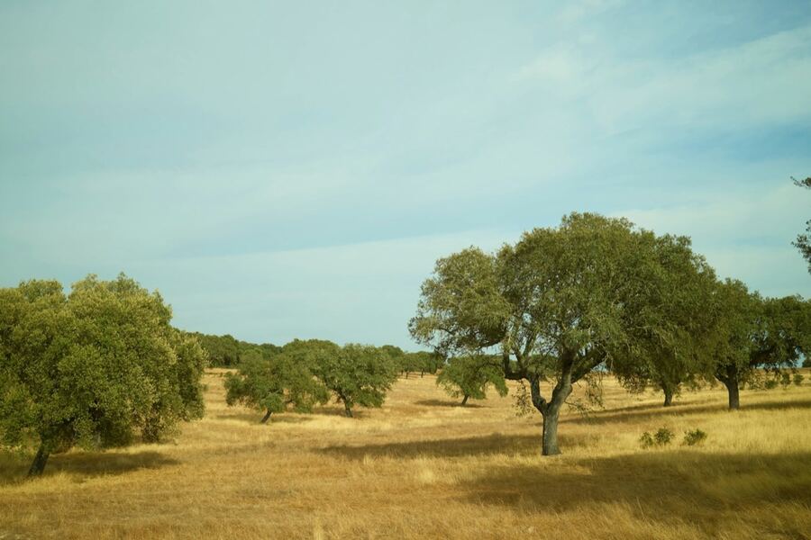 An open wild landscape in the Iberian highlands