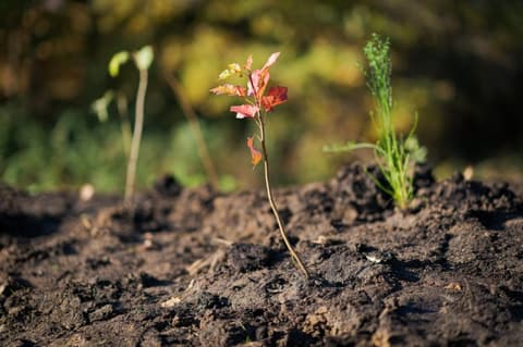 A newly planted seedling in turned soil